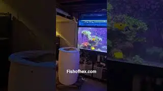 25 Frags with free shipping.  Only 7 left. coral sale ending 8/31/25