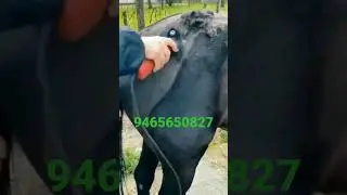 IMPORTED HORSE HAIR CUTTING MACHINE, COW HAIR CUTTING MACHINE ANIMAL HAIR CUTTING MACHINE 9465650827