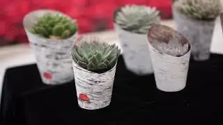 Rosette succulents in birch-style holiday wraps by Altman Plants