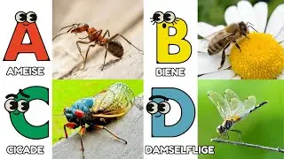 ABC Insekten Lied f&uuml;r Kinder | Buchstaben und Insekten lernen | Alphabets A-Z | Kleine Liederwelt