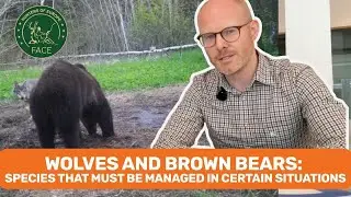 🐺🐻 Wolves and Brown Bears: Species That Must Be Managed in Certain Situations