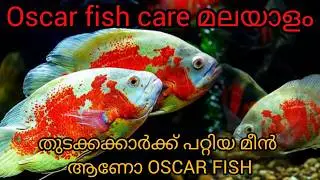 Oscar fish care in malayalam | തുടക്കക്കാർക്ക് പറ്റിയ മീന്‍ ആണോ Oscar fish #oscarfish #fish