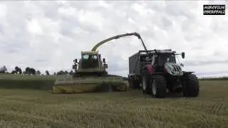 H&auml;cksel-Action im Getreide - Krone Big X 700 - LU B&uuml;cherl - GPS h&auml;ckseln - Steyr 6270 Terrus CVT