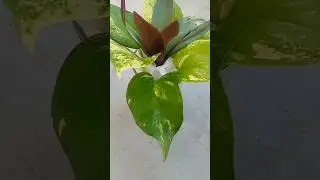 Grow Money Plant in Water Using Foam | Easy Home Hacks#diy #crafts #creative