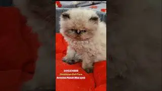 Himalayan doll face Extreme Punch blue eyes Persian kitten#shorts