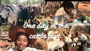 VLOG| A day in the cattle-post adventures 🐂#vlog