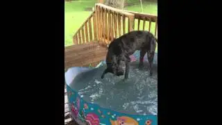 Luca the Great Dane knowing how to handle the summer heat!