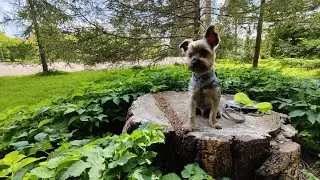 Dog says hello #shorts
