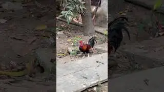 Pure desi hen