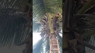 Fresh Coconuts From Our Home 🏡 | Coconut harvesting at home| coconut telugu