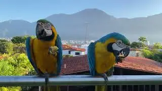 Venezuelan Guacamayas (Macaw parrots) & Avila Mountain in Caracas
