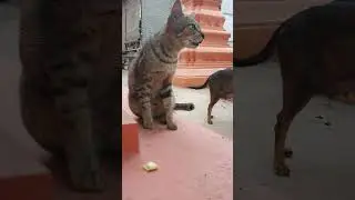 Lovely 🐈 😻 cats make me so happy #cat #pets #short