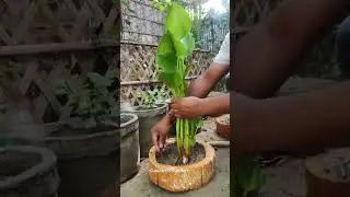 Water Hyacinth Propagation| #shorts
