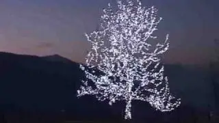 L'albero di Maspiano