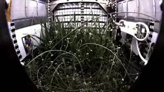 Dwarf Wheat Grows in International Space Station&rsquo;s Advanced Plant Habitat