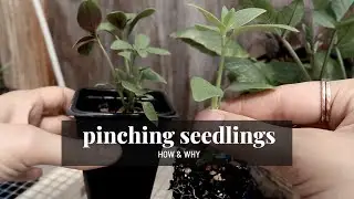 Pinching (pruning) flower seedlings - HOW & WHY | GroundedHavenHomestead