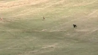 Coursing training Greyhounds