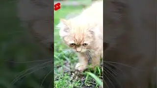 Domestic cat most successful predator in the world animal facts#shorts #shortvideo #animals #facts