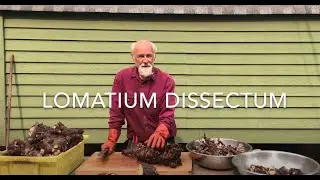 Lomatium Dissectum Root - How to Process with Michael Pilarski 