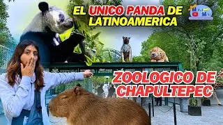 Zoológico de Chapultepec CDMX, Xin Xin La única panda de Todo Latinoamerica |Moka Men|
