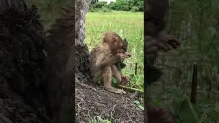 Abandoned baby monkey  #shorts