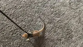 My little lizard on a leash 🦎🦮