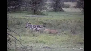 Lion zebra chase