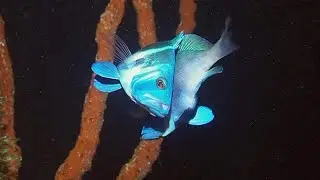 Mating Indigo Hamlets