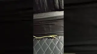 The Plumber that Did My Home Part 3