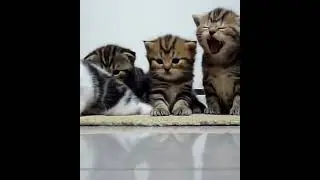 Lullaby for Kids, Cats, Kittens with Rock A Bye Baby Music #001