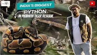 INDIA'S BIGGEST PYTHON | Tiger territory | #pilibhittigerreserve #junglesafari #tiger #python
