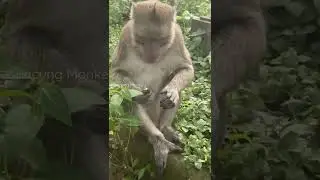 FUNNIEST MONKEY 🐒 unique monkey behavior