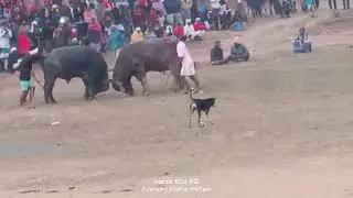 बिड़किबथन काड़ा रोपोक