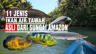 11 Jenis ikan air tawar yang berasal dari sungai amazon  #fish  #ikanhias  #viral  #ikanpredator