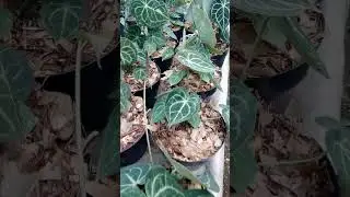 Kuping Gajah Tarantula - Anthurium Clarinervium