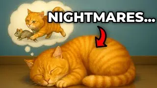 Can Cats Have Dreams Or Nightmares?