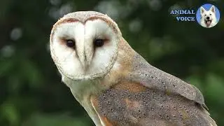 Adaptation of animals  - flamingo, rabbit, bird, cow, frog, bear
