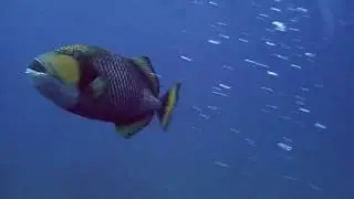 The Big Bad Triggerfish Video: Tubbataha E2
