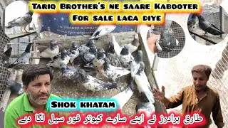 Tariq Brother's ne saare Kabooter for sale laga diye 🕊️ shoq khatam😴 0320 8424495
