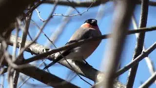 Common Bullfinch Male in Early Spring