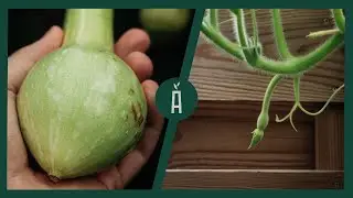 De ideale courgette voor een kleine tuin! I Kweken en oogsten I Angelo Dorny