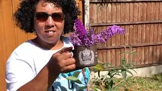 Cabbage White Butterfly Diaries, Large White, Small White Butterflies