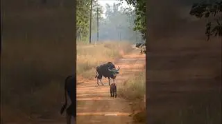 Strongest animal of the wild indian gaur #gaur #indianwildlife #shorts