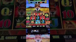 4 trigger curse? #slotscasinogames #casino #slots #gambling #dollarstorm #ballysdover