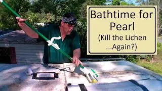 (129)  Bathtime for Pearl (Kill the Lichen...Again?)