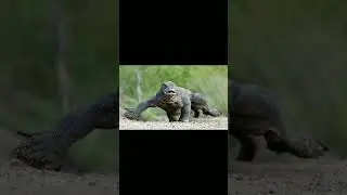 Drag&atilde;o de komodo#viral#misterios#curiosidades#shots#historias#mma#biologia#bizarro#terror