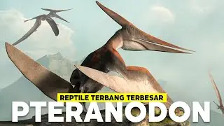 Mengenali Pteranodon Kerabatnya Burung Pelikan | #BelajarDuniaPurba