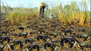 Wow ! OMG - Collect Best Videos Five Catching Craps By A Fisherman Skill | Fishing Traditional