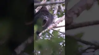 Howler Monkeys Sounds Compilation | Alouatta Sounds