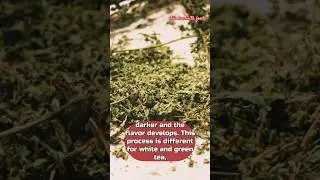 tea production and oxidation process #facts #teainspiration #teaproduction #breakfastfood